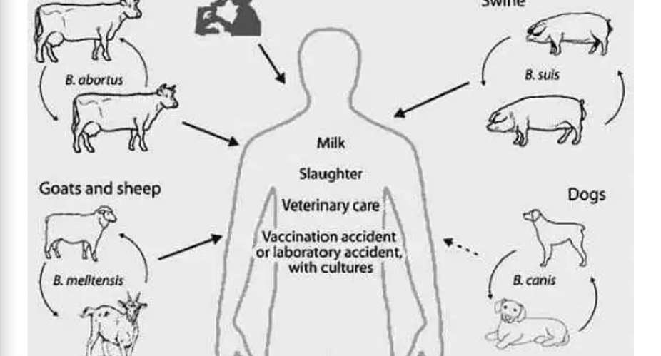 Animal Tuberculosis - A Looming Threat To Public Health