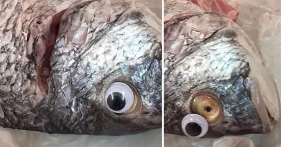 Fish Shop Sticks Plastic Eyes On Fish To Make Them Look Fresher