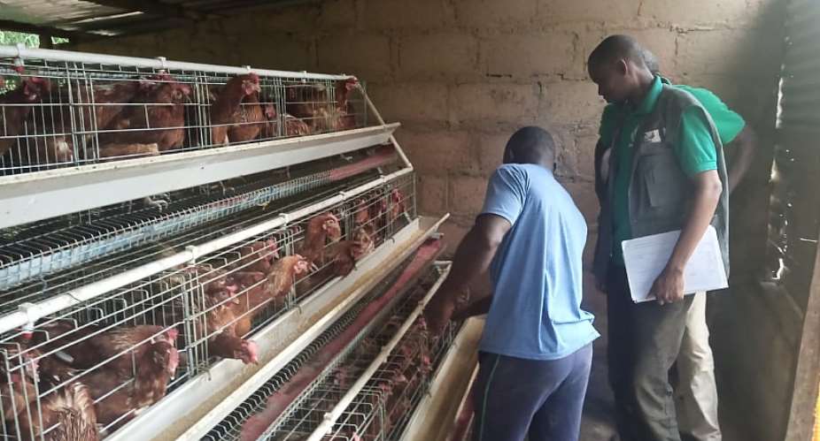 Bird flu outbreak: Poultry farmers demand payments of GHS789,565 compensation from governmentfor destroying birds