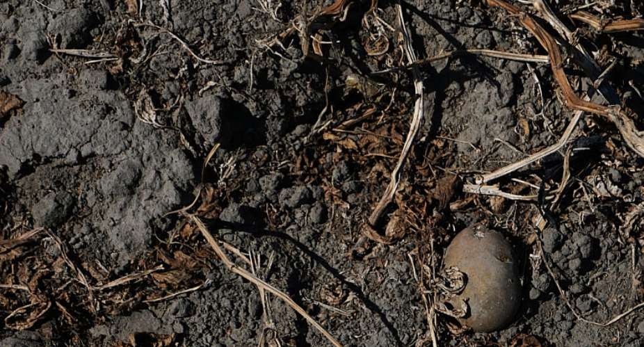 Frances potato crop is among those hard-hit by this summers record heatwave and drought. -  Virginia Mayo / AP Photo