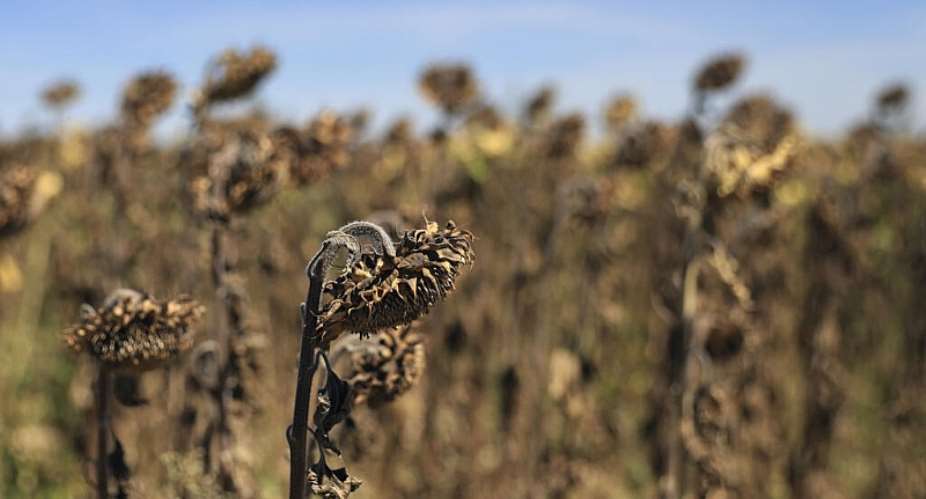 Sunflowers suffer from lack of water on a farm in Beaumont du Gatinais, France, August 8, 2022. -  Aurelien Morissard, AP