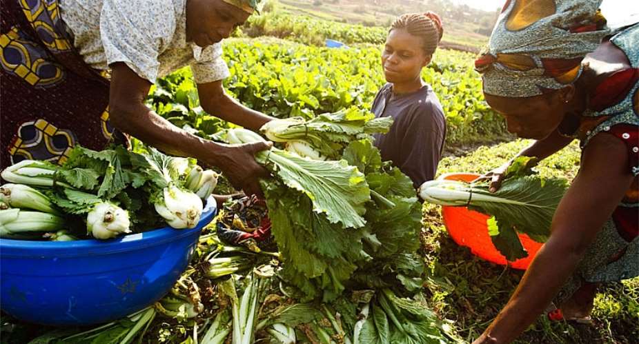 Experts Call For New alliance For Digitalisation To Help Revolutionise African Agriculture
