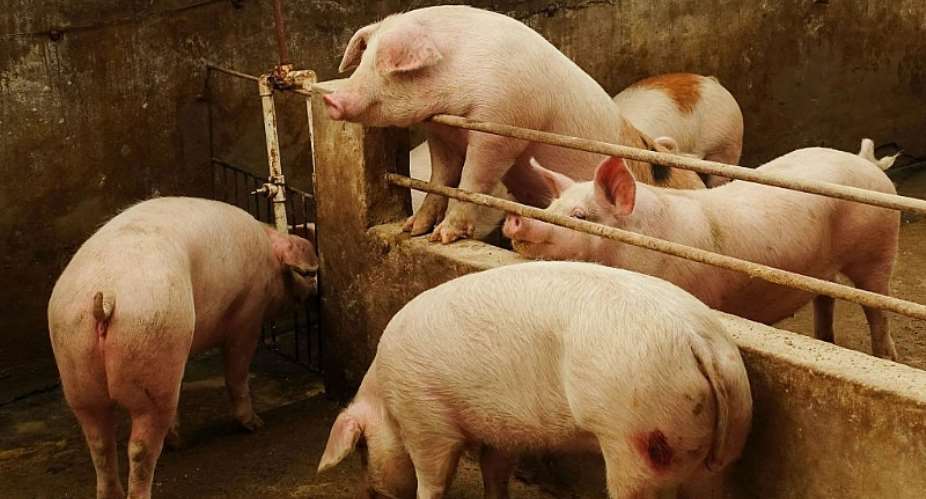 Africa Swine Fever Recorded In WR