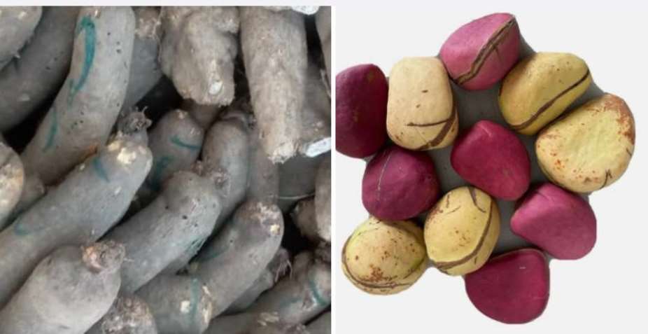 Igbos in Austria celebrate the king of all crops