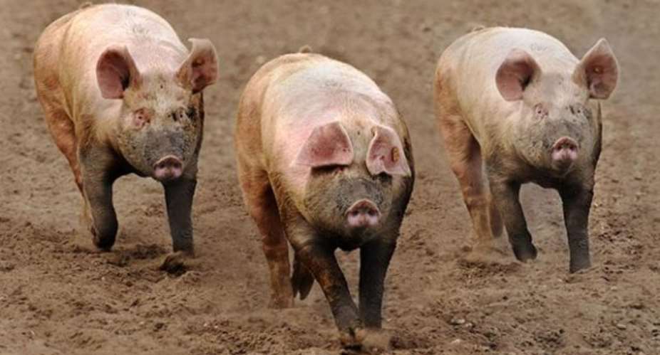 WR: 17 Pigs Killed By Africa Swine Flu– Veterinary Services