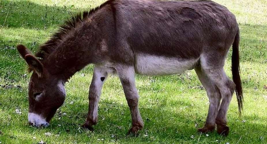 Nigeria seizes 7,000 donkey penises for export
