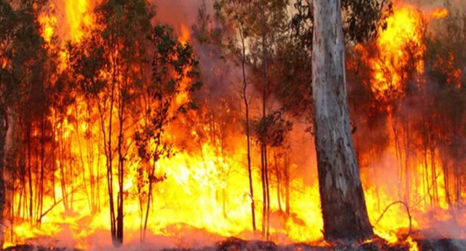 UER: Shea nut pickers, honey collectors, herdsmen and others cause of bush fires – Forestry Commission