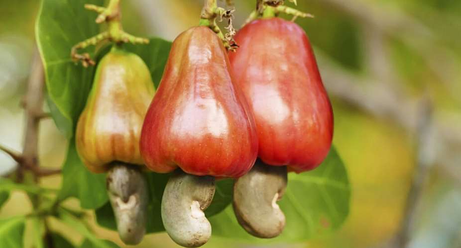 UER: Agric Director share reasons farmers distance themselves from cashew plantation
