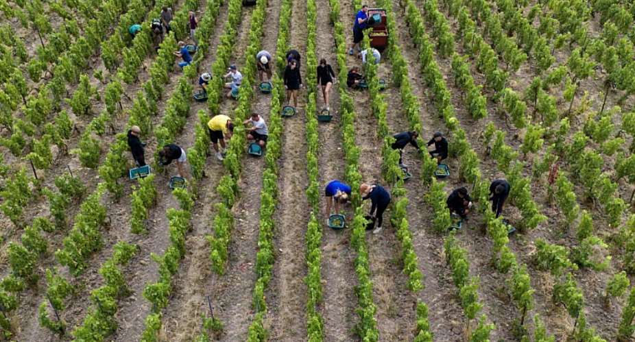 The 2026 harvest was the earliest ever recorded in Champagne -  Jean-Christophe VERHAEGEN / AFP/File