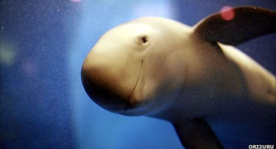 A captive finless porpoise