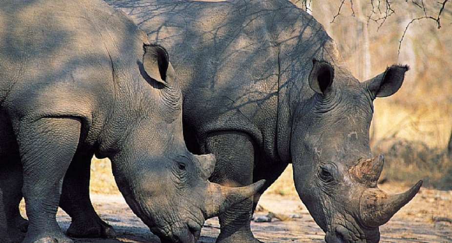 Four Rhino Poachers Nabbed In Assam