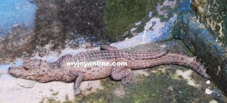 Residents live in fear over rare presence of a crocodile