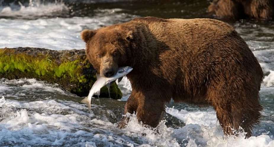 Woman drives to hospital after Alaska bear mauling
