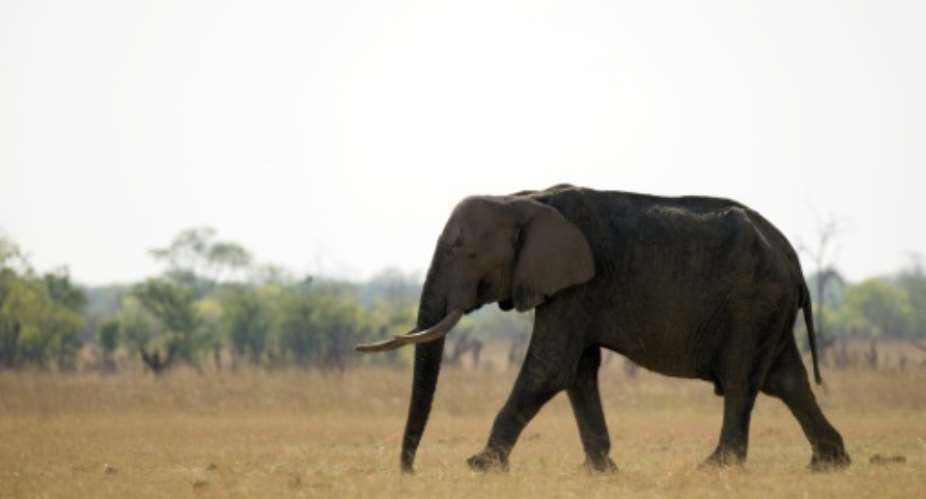 An African elephant is pictured on November 17, 2012 at Hwange National Park in Zimbabwe.  By Martin Bureau AFPFile
