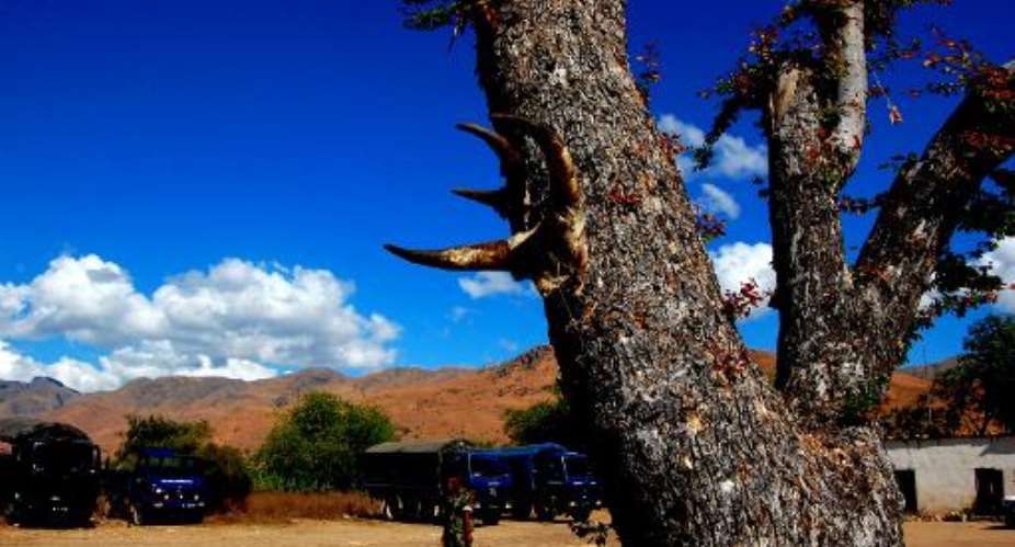 This picture taken in Esira, southeastern Madagascar, on June 27, 2012 shows zebu horns hung on a tree to bless a military camp.  By Bilal Tarabey AFPFile