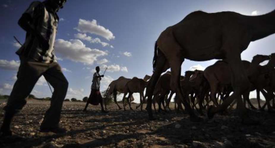 Herders and their camels at a water point near Wajir on March 25, 2014.  By Riccardo Gangale ILRIAFP