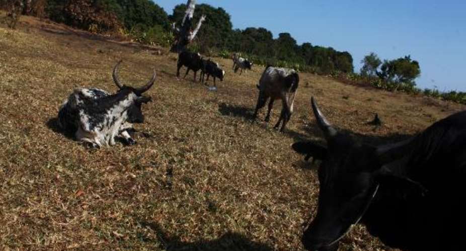 Cattle graze in a field in Fenoevo-Efita, in the Anosy of southern Madagascar, on the September 4, 2012.  By Andreea Campeanu (AFP/File)