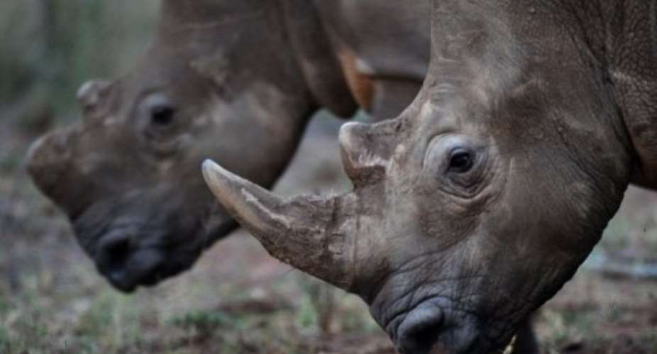 South Africa is home to 70 to 80 percent of the world's rhino population.  By Alexander Joe AFPFile