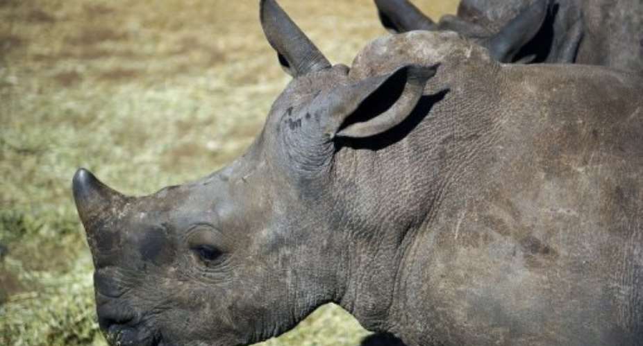 Last year poachers killed 448 rhinos in South Africa, up from 333 in 2010 and just 13 in 2007.  By Stephane de Sakutin AFPFile
