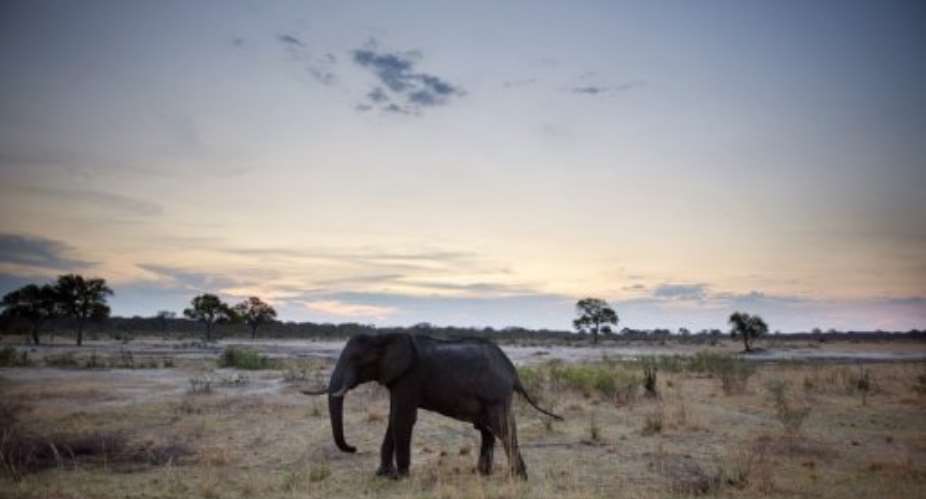 An African elephant is pictured on November 19, 2012, in Hwange National Park in Zimbabwe.  By Martin Bureau AFP