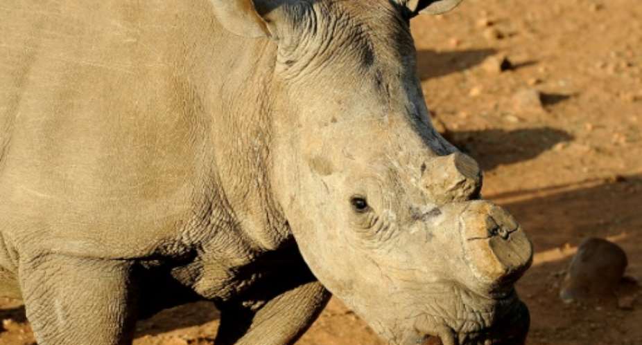 A dehorned black rhinoceros pictured at the Bona Bona Game Reseve, 200 kms southeast of Johannesburg, on August 3, 2012.  By Stephane DE SAKUTIN AFPFile