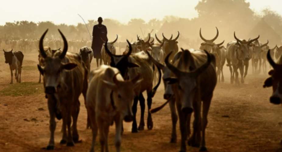 A Dinka farmer drives longhorn cattle to a grazing area in Warrap state in South Sudan.  By CARL DE SOUZA AFPFile