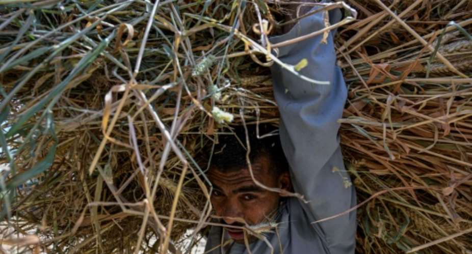A farmer carries a load of wheat straw after threshing in a field in the village of Maraziq, about 30 kilometres south of Giza.  By Khaled DESOUKI (AFP/File)