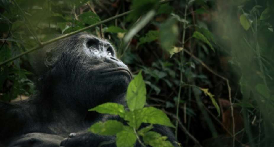 A female eastern lowland gorilla in the Kahuzi-Biega National Park. The gorillas are one of the world's most endangered species.  By ALEXIS HUGUET AFP