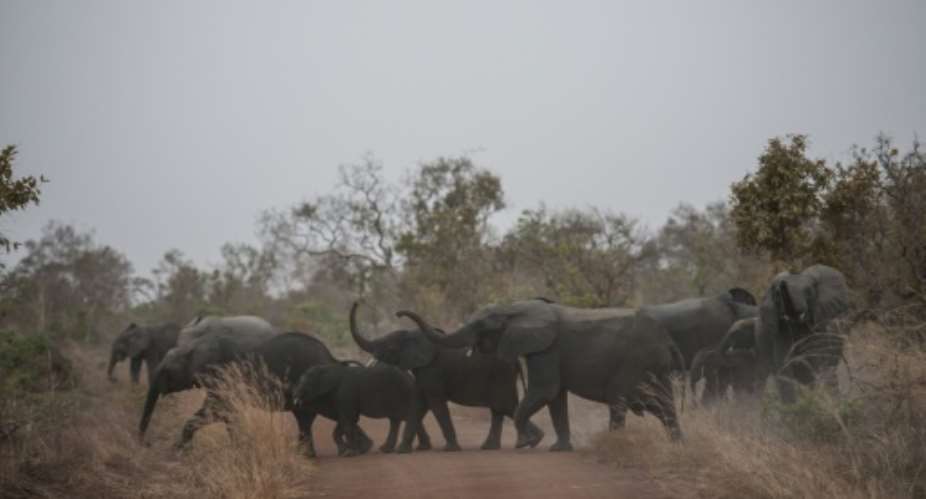 A herd of elephants cross the road in Pendjari National Park, one of the last sanctuaries of untamed wildlife in West Africa.  By STEFAN HEUNIS AFP