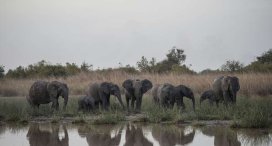 A herd of elephants feed around the waterhole in late afternoon at Pendjari National Park in Benin January 10, 2018.  By STEFAN HEUNIS AFP