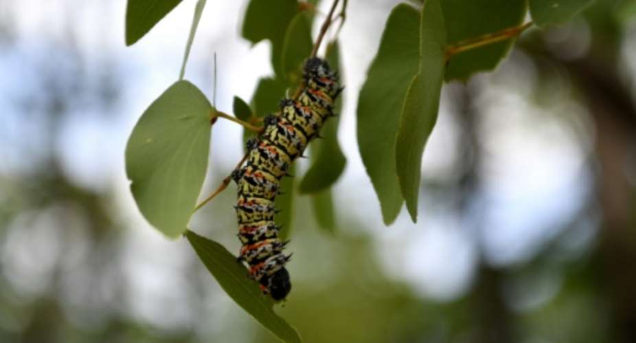 A historic drought has led to a shortage of edible mopane caterpillars in Botswana.  By Monirul Bhuiyan AFP