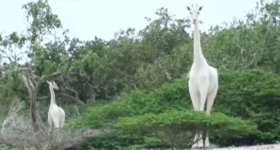 A image by the Ishaqbini Hirola Community Conservancy shows the rare white giraffe and her calf in Kenya.  By Handout Caters News AgencyAFPFile