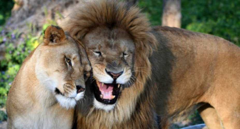 A lion and a lioness are seen at Tunisias Belvedere Zoo, which has reopened with extra guards after visitors stoned a crocodile to death.  By FETHI BELAID (AFP)