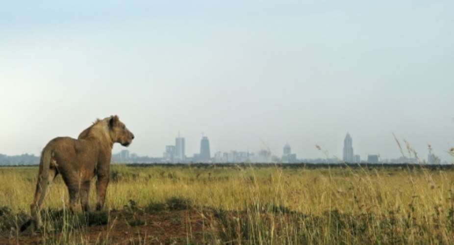 A lion looks towards the Nairobi skyline  - the Living Planet Index warns that continued natural habitat loss increased the risk of future pandemics as humans expand their presence into ever closer contact with wild animals.  By TONY KARUMBA AFPFile