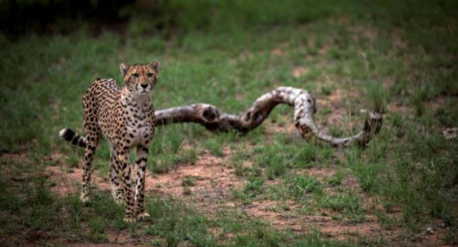 A major survey has revealed that just 7,100 adult cheetahs remain in the wild, and that the species faces extinction without urgent new protection measures.  By JOHN WESSELS AFP
