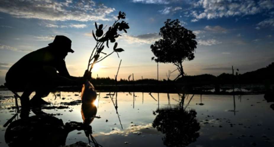 A man plants mangroves at a beach at Pekan Bada, Indonesias Aceh province.  By CHAIDEER MAHYUDDIN (AFP/File)