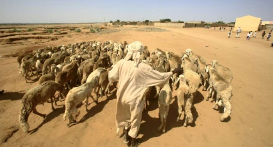 A man walks with his sheep near North Darfur's state capital el-Fasher on September 6, 2016.  By ASHRAF SHAZLY AFPFile
