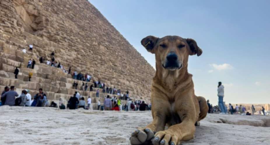 A pack of about eight dogs has made its home among the ancient ruins of the Giza Pyramids.  By Khaled DESOUKI (AFP)