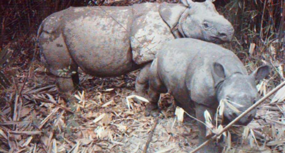 A rare image from 2012 shows a critically endangered Java rhino taking care of its calf at Indonesia's Ujung Kulon National Park.  By UJUNG KULON NATIONAL PARK UJUNG KULON NATIONAL PARKAFPFile
