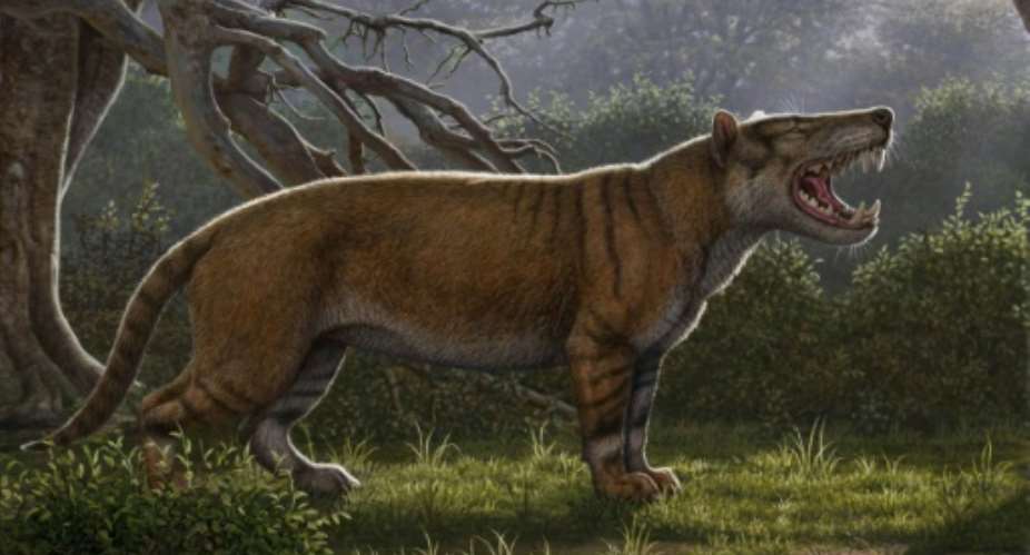 A Simbakubwa kutokaafrika, a gigantic mammalian carnivore that lived 22 million years ago in Africa and was larger than a polar bear.  By Mauricio ANTON, Mauricio ANTON Ohio UniversityAFP