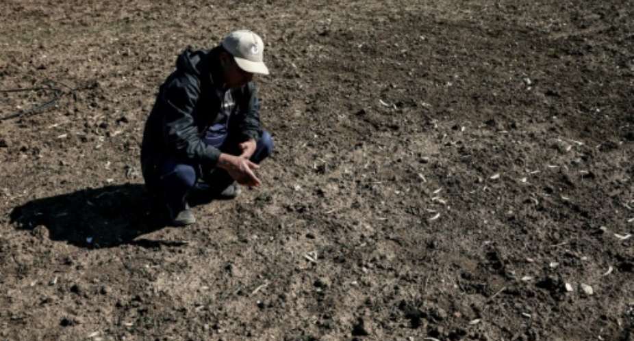 A sixth consecutive year of drought is hitting Morocco's farmers.  By FADEL SENNA AFPFile