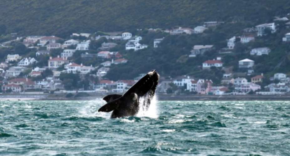 A Southern right whale shown off Muizenberg Beach in False Bay, Cape Town on October 11, 2013.  By JENNIFER BRUCE (AFP/File)