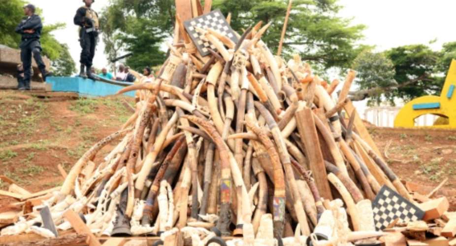 A stack of tusks and other ivory objects are prepared for burning in Yaounde, Cameroon, in this April 2016 file photo. Cameroon had deployed troops in the  Bouba Ndjida wildlife reserve to face the threat from poachers.  By STRINGER AFPFile