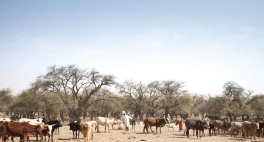 A stock-breeder with cattle on a trail in Chad's Ouaddai region, where changing conditions contribute to clashes between nomads and settled farmers.  By Amaury HAUCHARD AFPFile