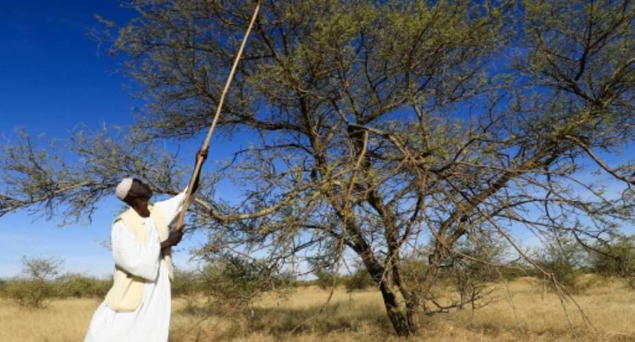 A Sudanese man using a sunki, a long wooden handled-tool with a sharp metal edge, to harvest gum arabic sap from an acacia tree.  By ASHRAF SHAZLY (AFP)