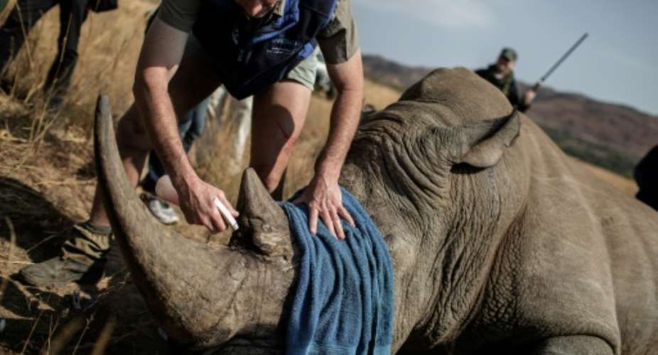 A veterinary attends to a tranquilized Rhino to be microchipped during an operation of RHINO911, a non-governmental organization on September 19, 2016 at the Pilanesberg National Park in the North West province, South Africa.  By Gianluigi Guercia AFP