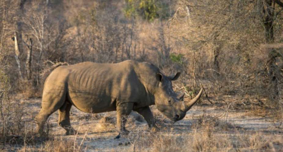 A white rhino in South Africa's  Kruger National Park, home to 80 percent of the world's rhino population and an epicentre for poachers seeking rhino horn.  By WIKUS DE WET AFP