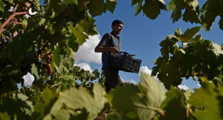 A worker collects grapes in a vineyard in the Sidi Bel Abbes highlands, some 435 kilometres 270 miles southwest of the Algerian capital.  By RYAD KRAMDI AFP