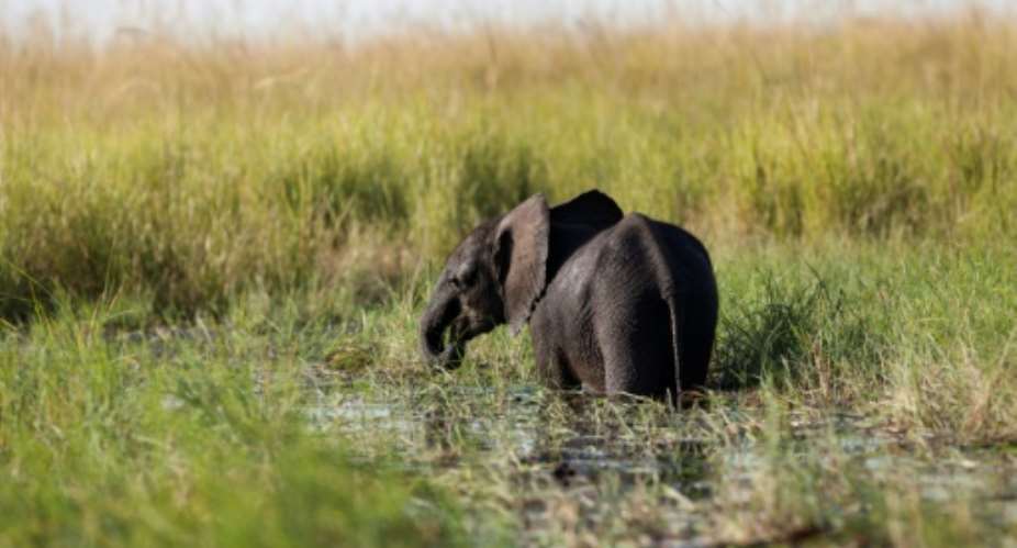 A young elephant grazes in the Chobe river in Botswana Chobe National Park, in the north eastern of the country on March 20, 2015.  By CHRIS JEK AFPFile