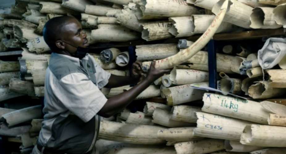 A Zimbabwe National Parks staff member displaying just some of the country's ivory stockpile during Monday's visit by EU envoys.  By Jekesai NJIKIZANA AFP